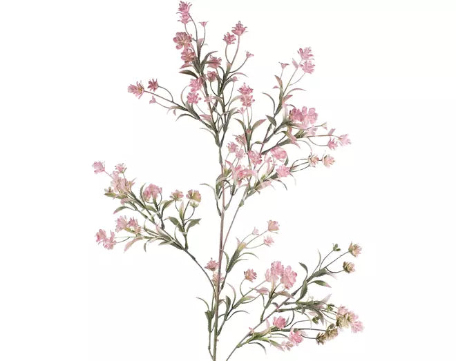 Chamelaucium light pink