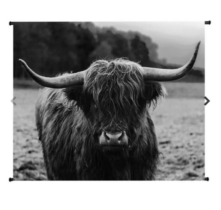 Schotse hooglander