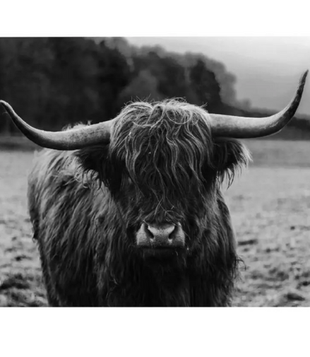 Schotse hooglander